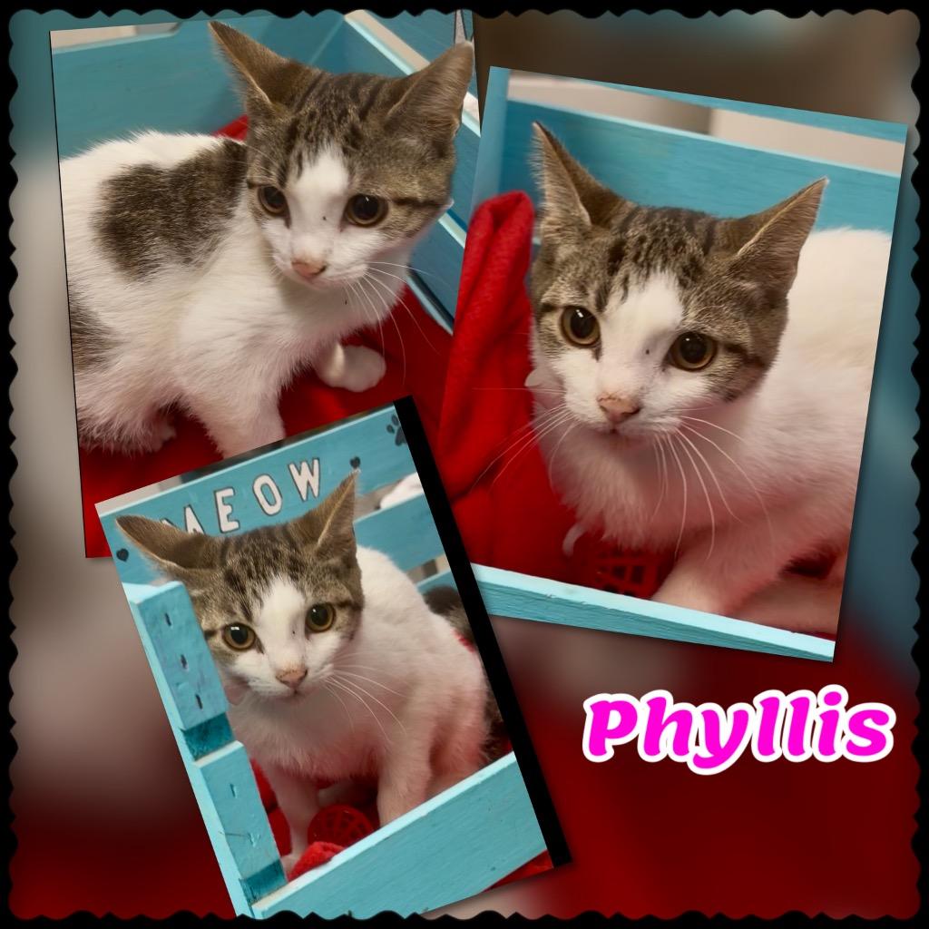Phyllis, Adoptable, Kitten Female Domestic Short Hair.
