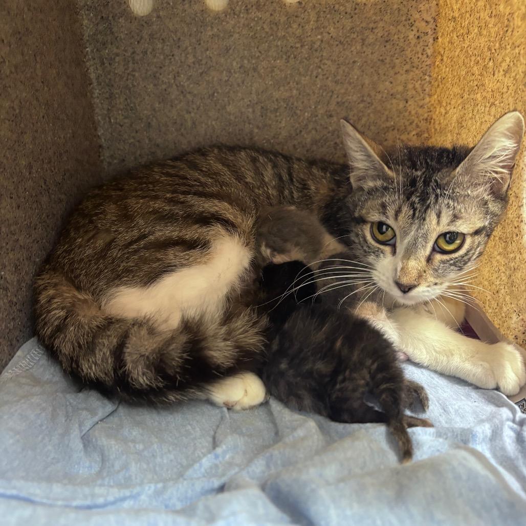 Enlarge Hershey, a Adoptable Domestic Short Hair in Springtown, TX image 1/4