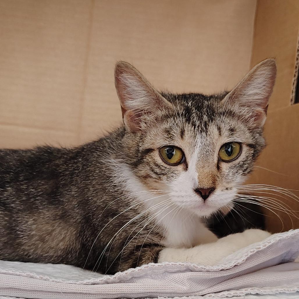 Enlarge Hershey, a Adoptable Domestic Short Hair in Springtown, TX image 2/4
