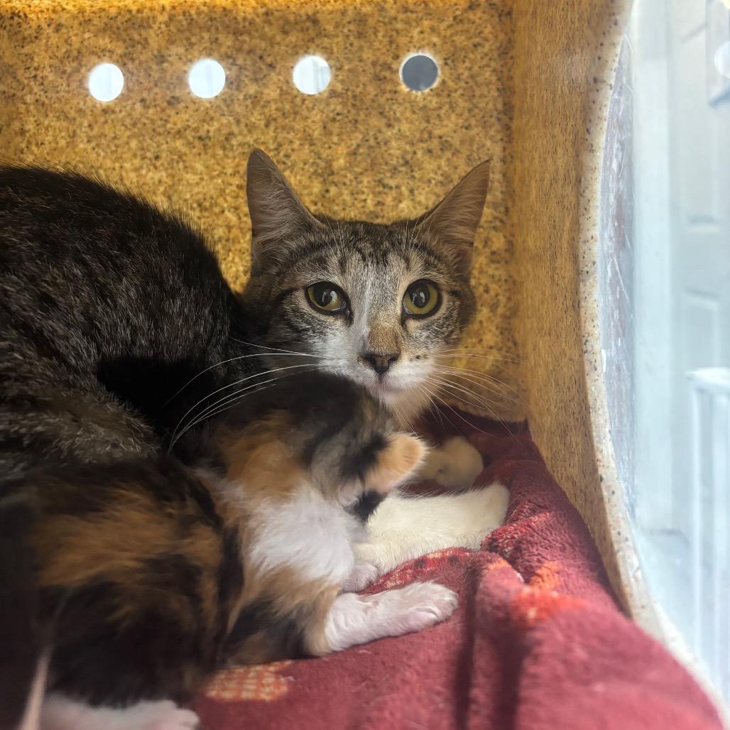 Enlarge Hershey, a Adoptable Domestic Short Hair in Springtown, TX image 3/4