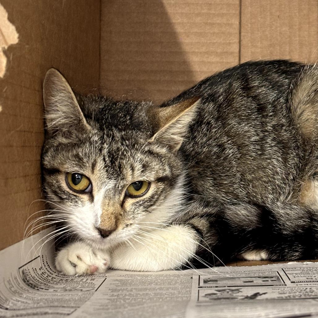 Enlarge Hershey, a Adoptable Domestic Short Hair in Springtown, TX image 4/4
