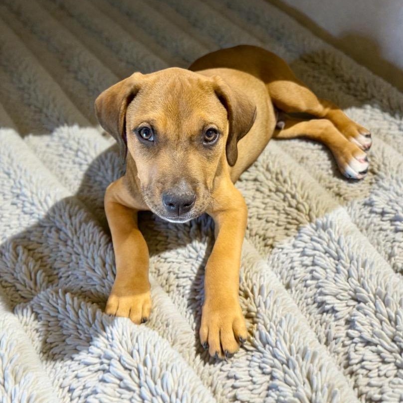 Enlarge Breckenridge, a Adoptable mixed breed in Tacoma, WA image 1/4