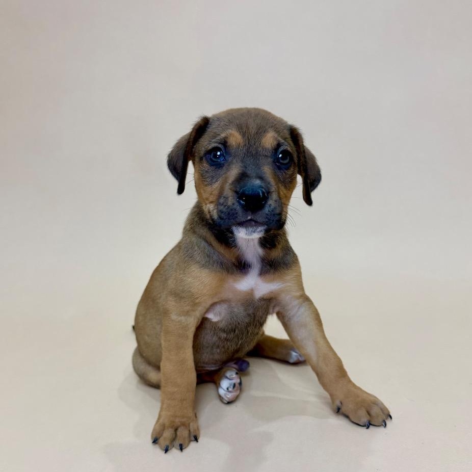 Enlarge Breckenridge, a Adoptable mixed breed in Tacoma, WA image 2/4