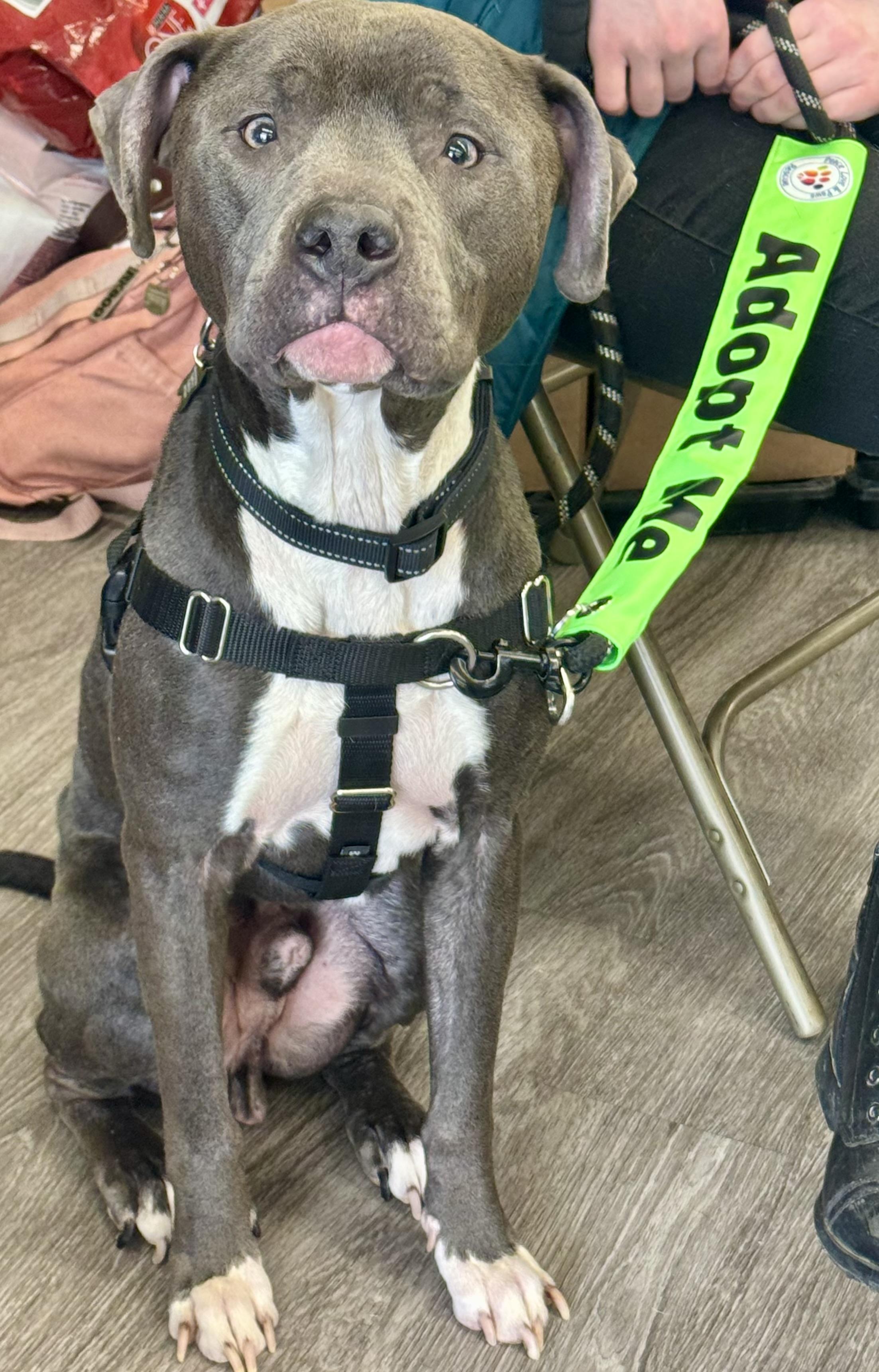 Enlarge Rocky, a Adopted mixed breed in Troy, MI image 2/6