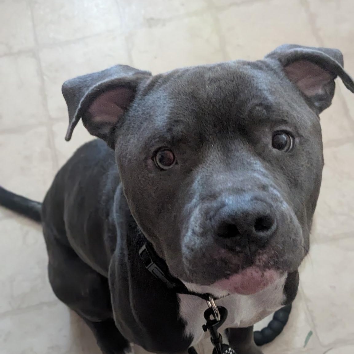 Rocky, Adoptable, Adult Male Pit Bull Terrier & American Staffordshire Terrier.