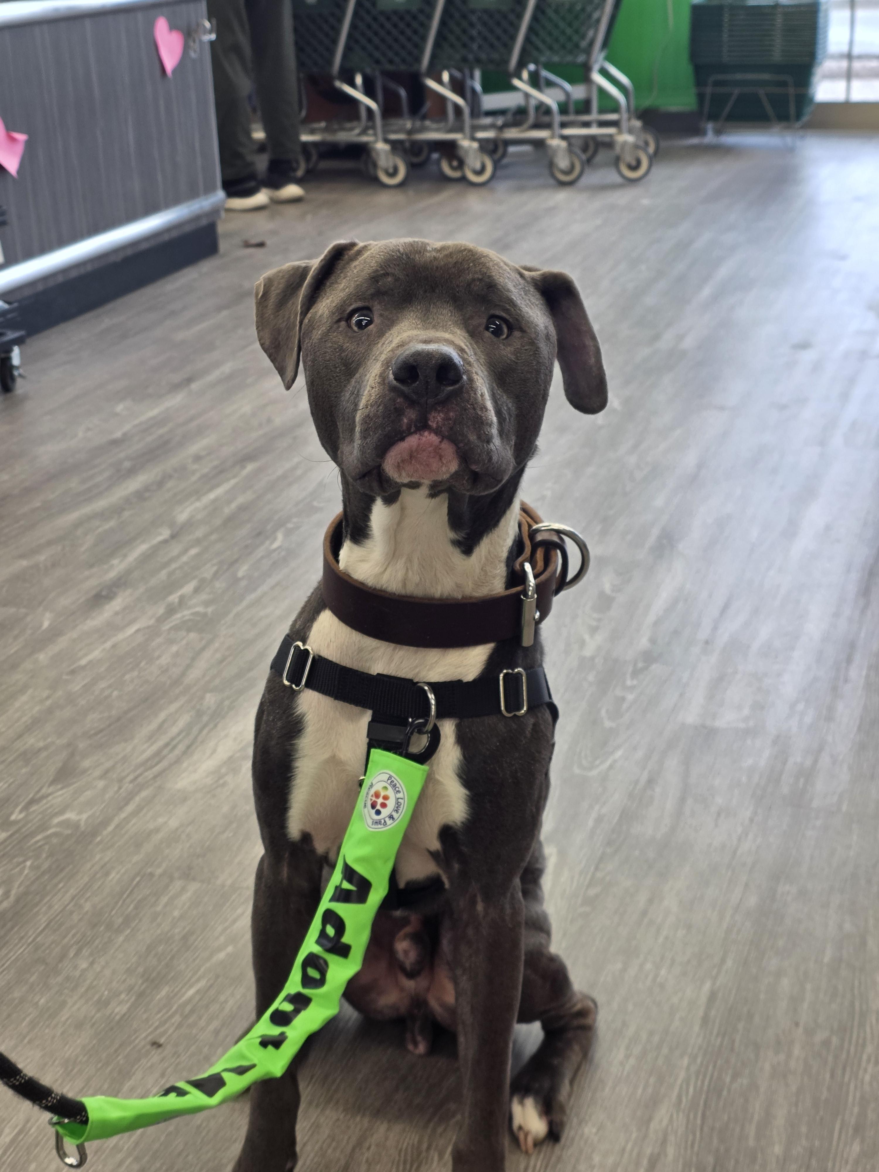 Enlarge Rocky, a Adopted mixed breed in Troy, MI image 3/6