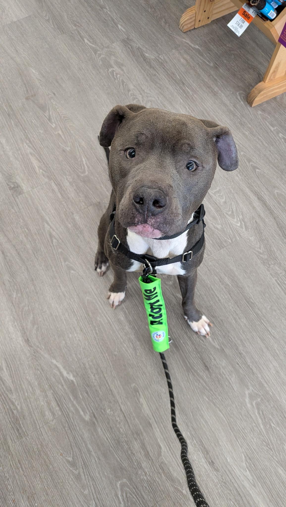 Enlarge Rocky, a Adopted mixed breed in Troy, MI image 4/6