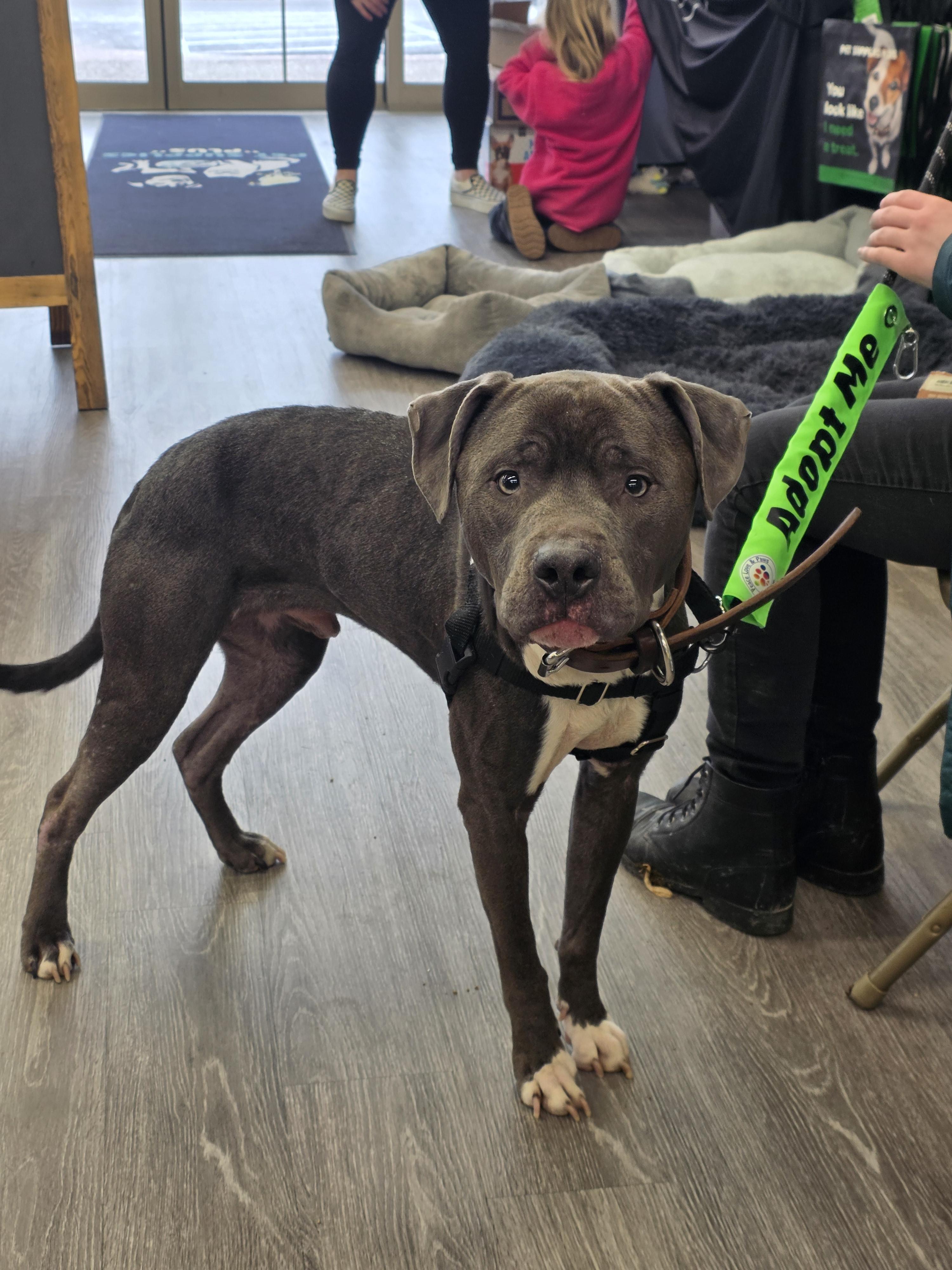 Enlarge Rocky, a Adopted mixed breed in Troy, MI image 5/6