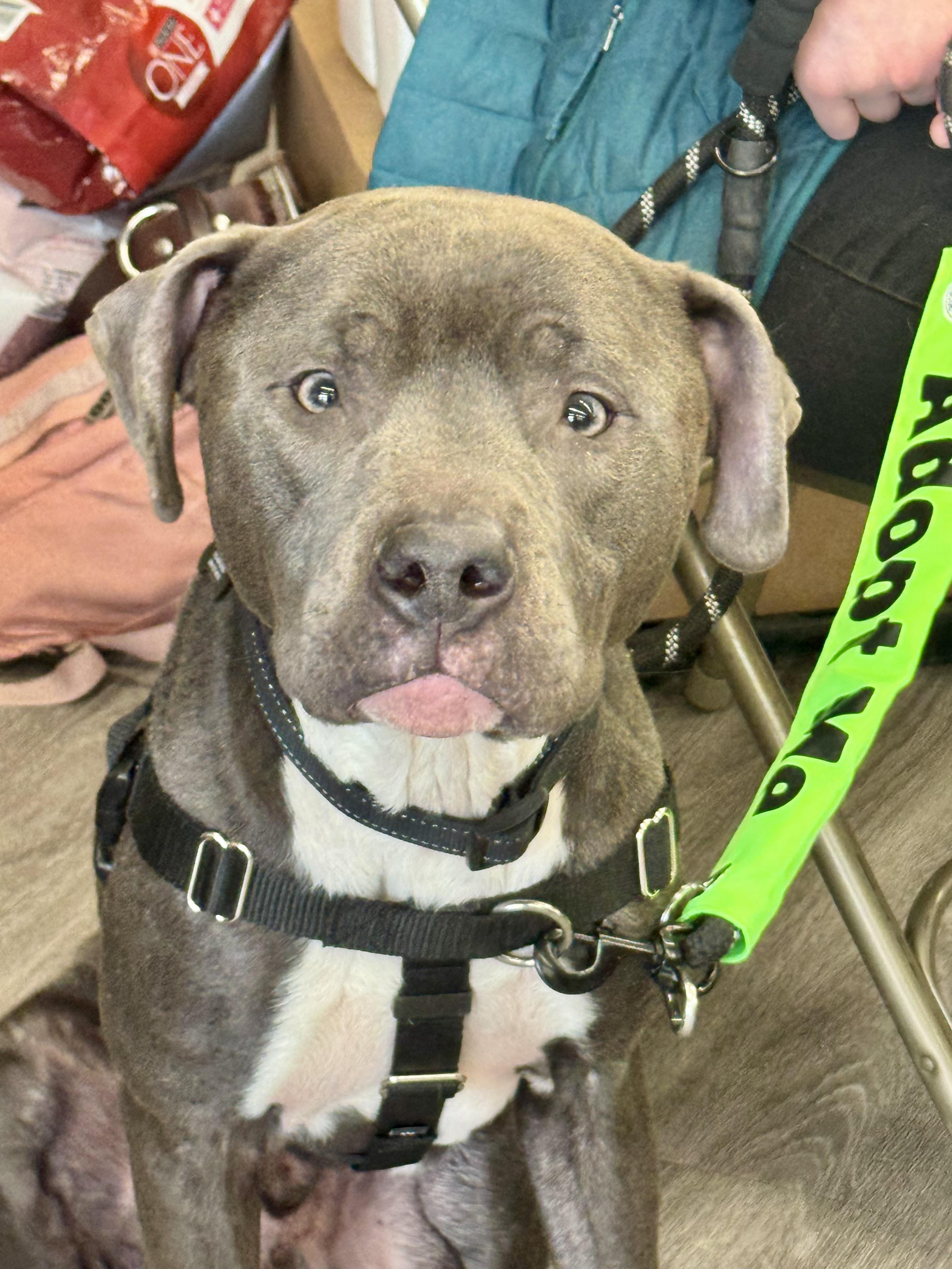 Enlarge Rocky, a Adopted mixed breed in Troy, MI image 6/6