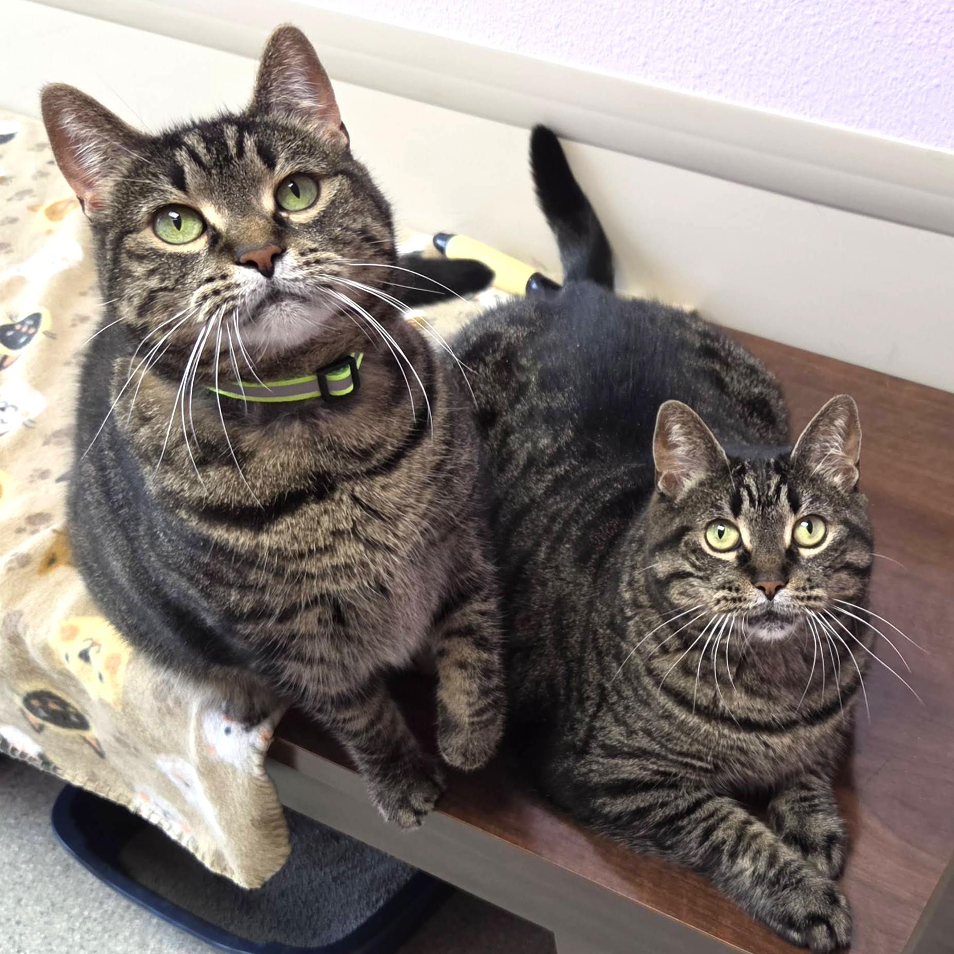 Enlarge Tamera, a ADOPTABLE Tabby in Marshfield, WI image 4/5