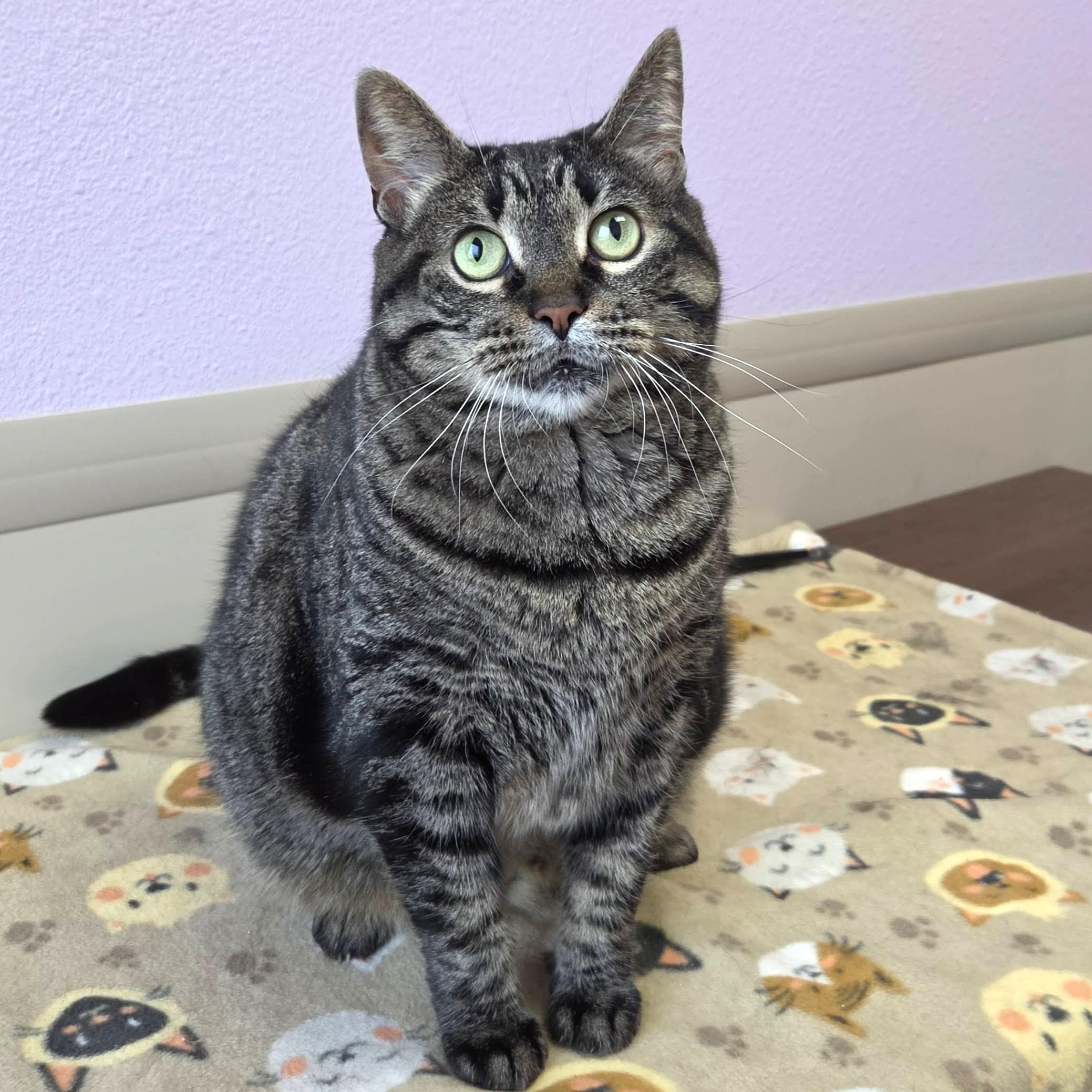 Enlarge Tamera, a ADOPTABLE Tabby in Marshfield, WI image 5/5