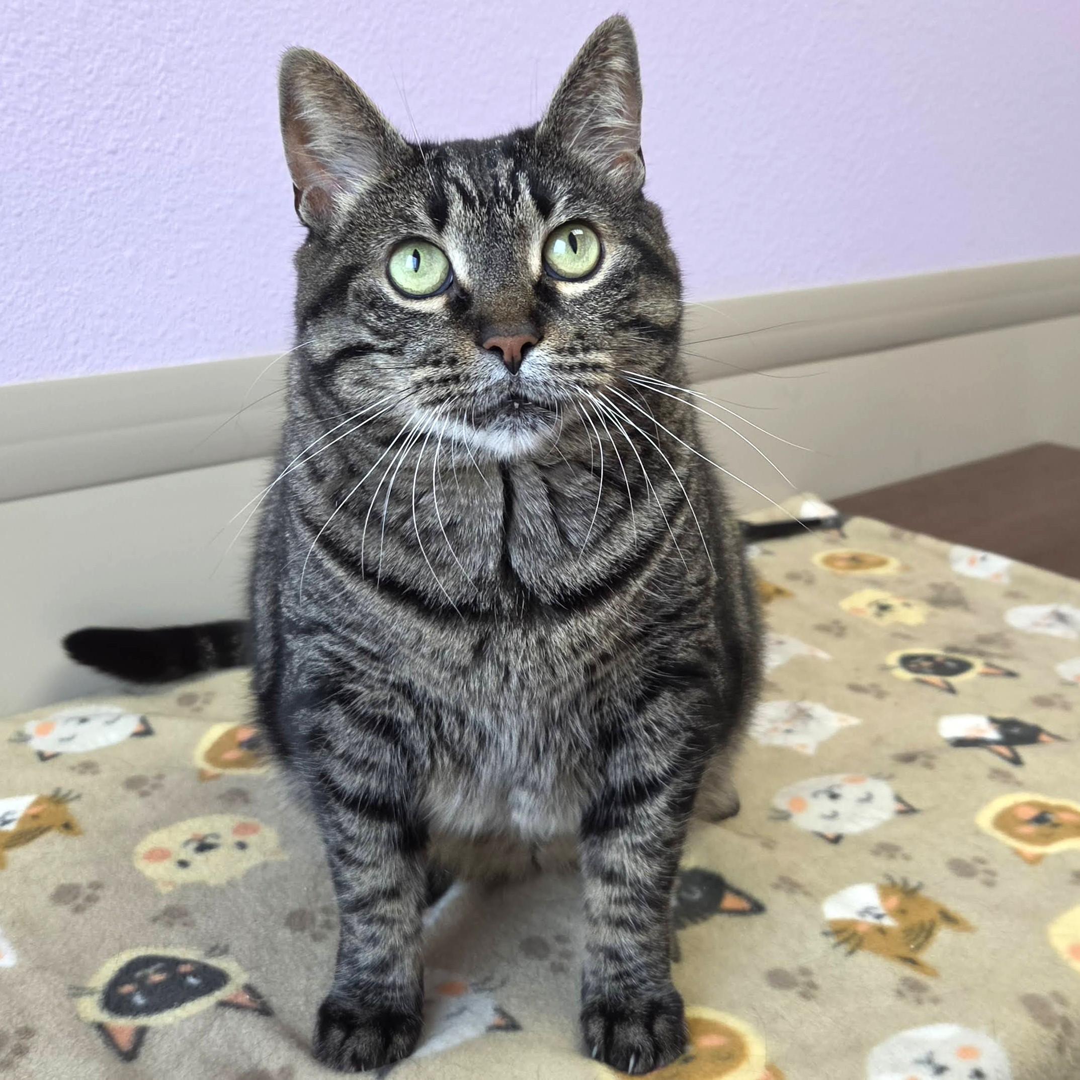 Enlarge Tamera, a ADOPTABLE Tabby in Marshfield, WI image 3/5