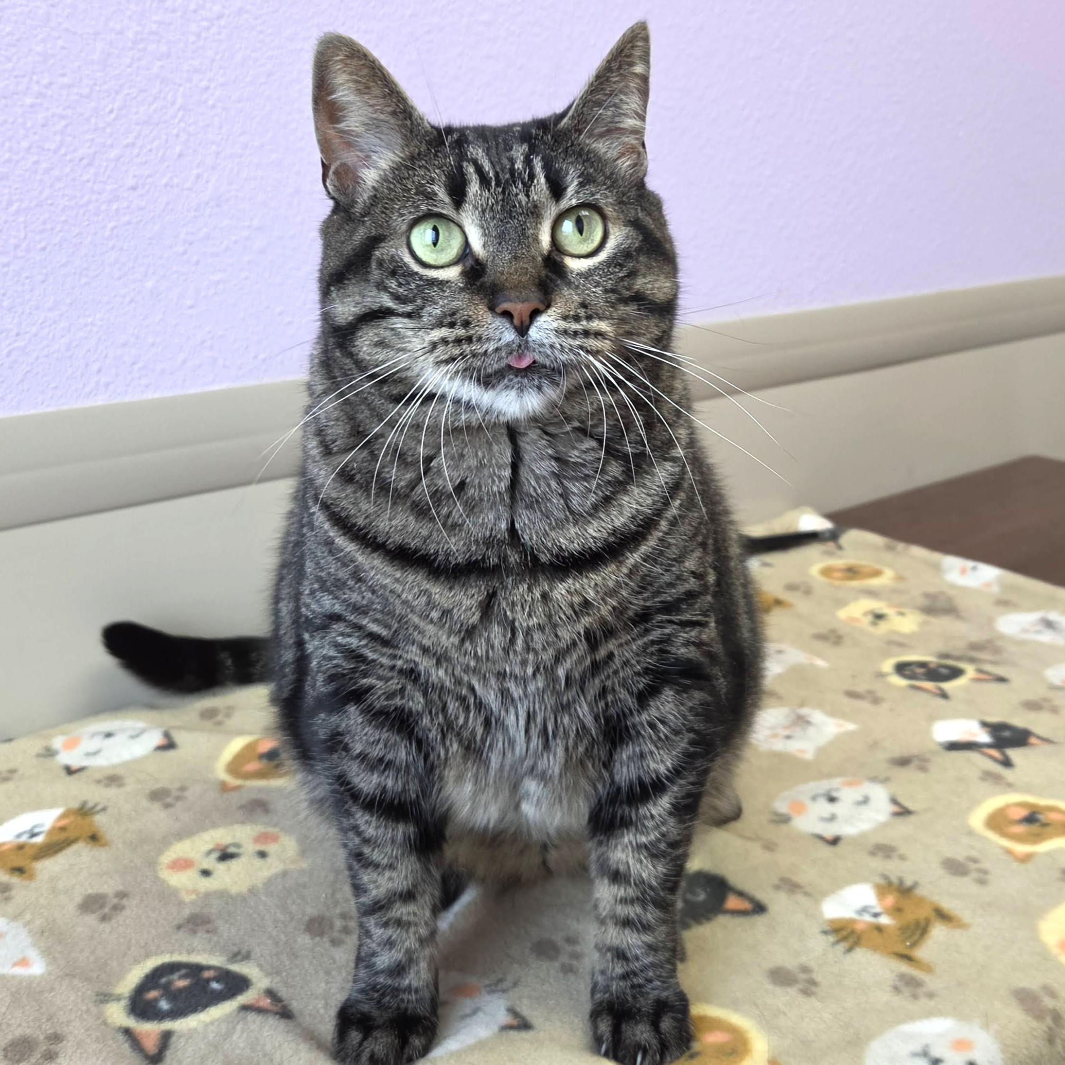 Tamera, ADOPTABLE, Adult Female Tabby.