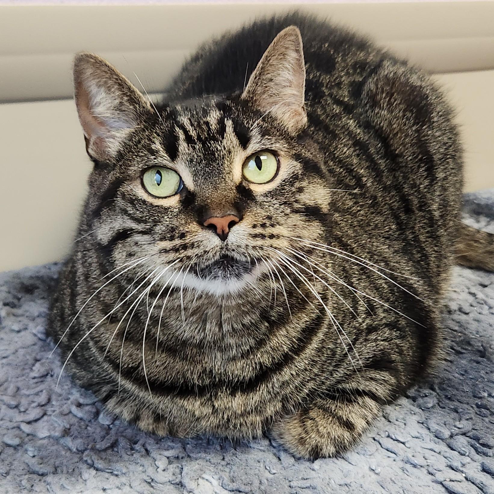 Tamera, ADOPTABLE, Adult Female Tabby.