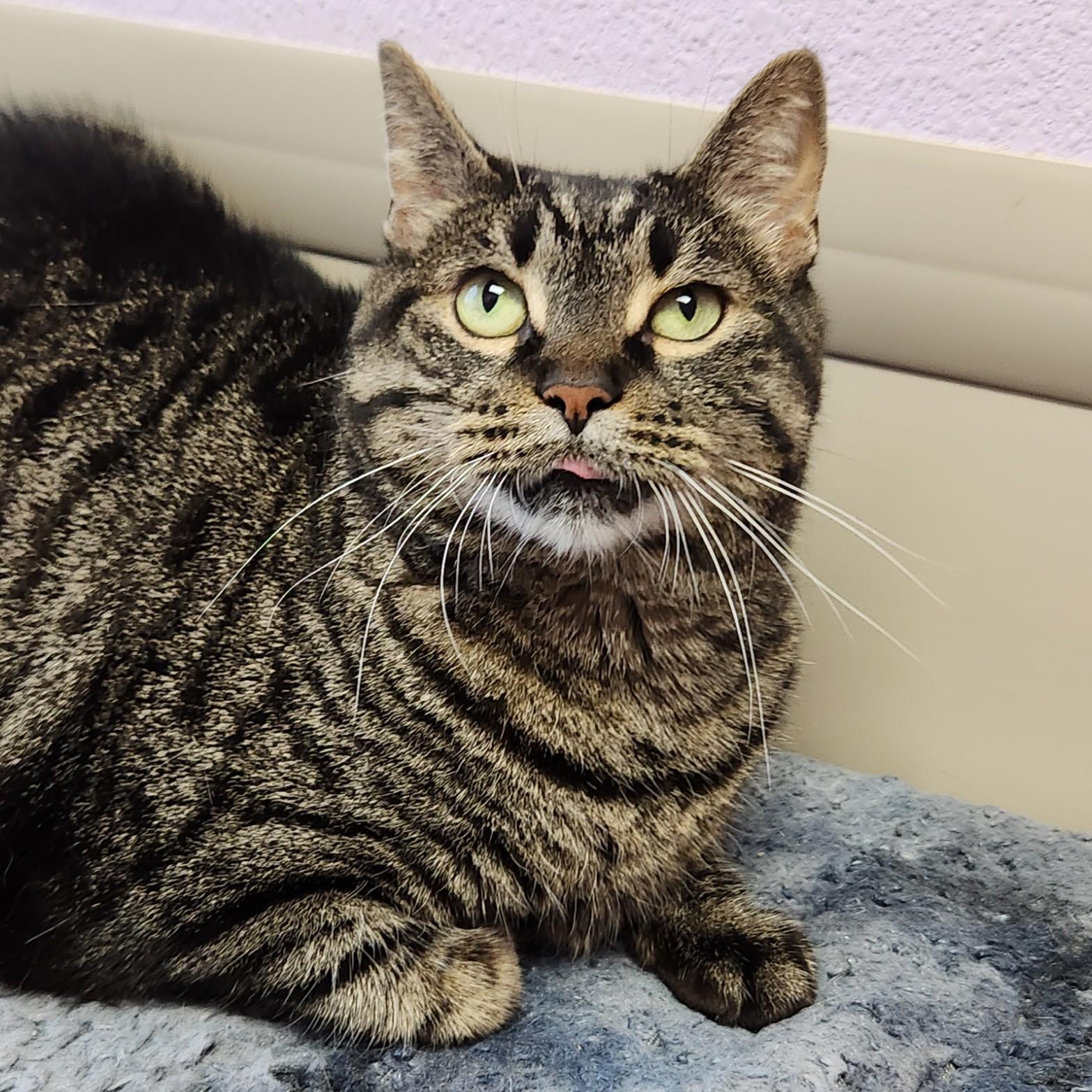 Tamera, a ADOPTABLE Tabby in Marshfield, WI image 2/6