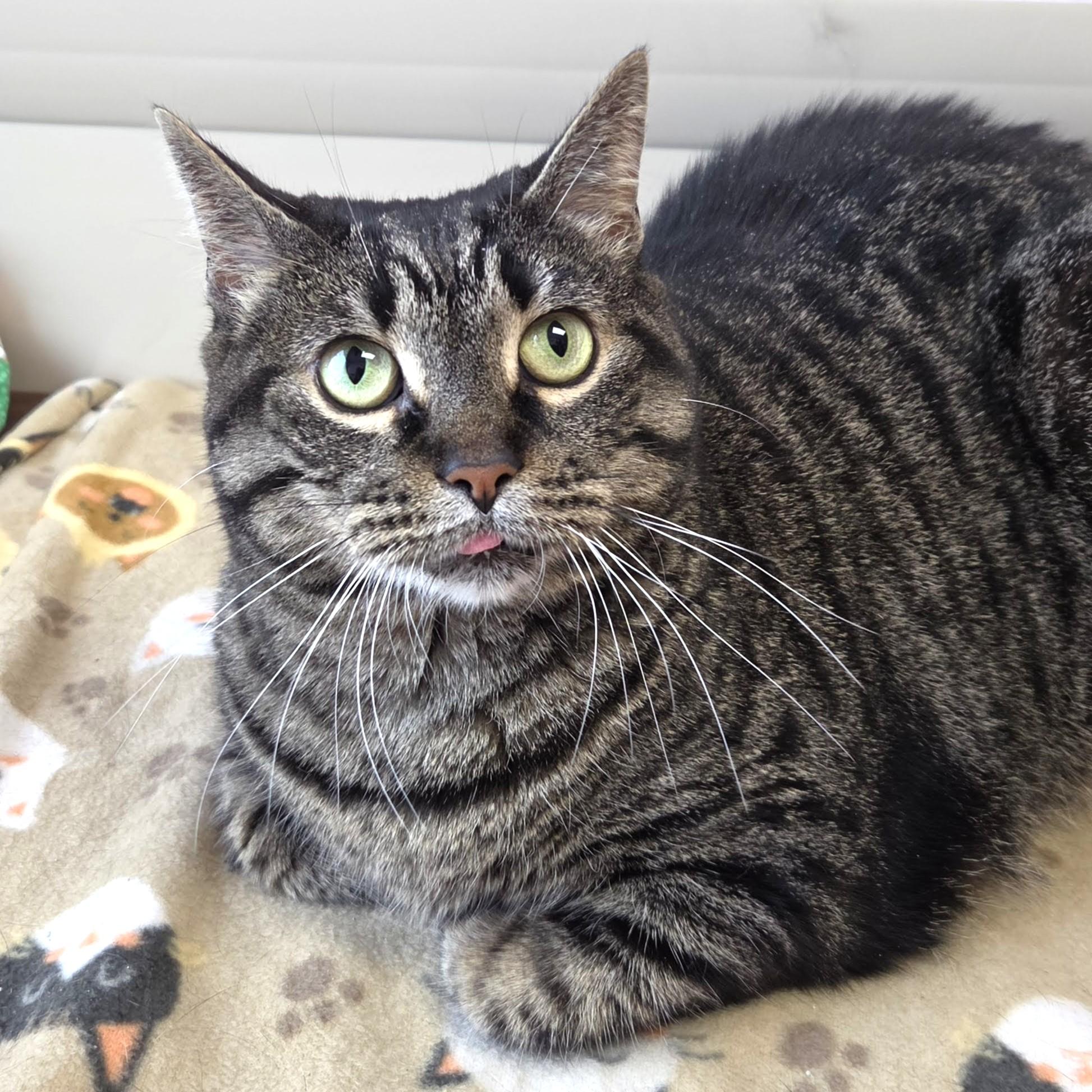 Enlarge Tamera, a ADOPTABLE Tabby in Marshfield, WI image 2/5