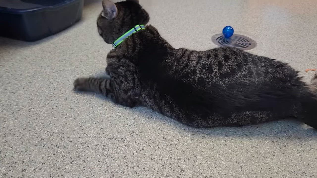 Enlarge Tamera, a ADOPTABLE Tabby in Marshfield, WI video 6/6