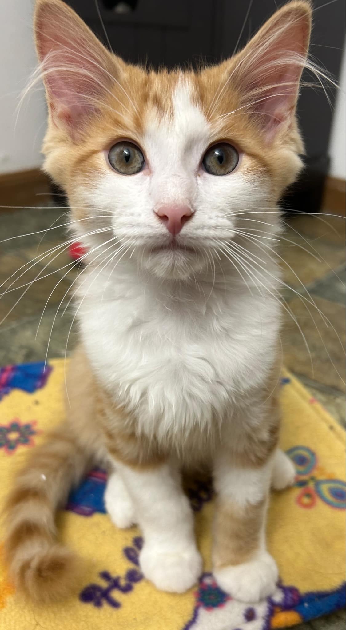 Enlarge Garrison, a Adopted Domestic Medium Hair in Toledo, OH image 2/4