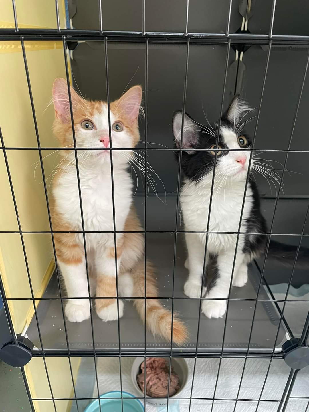 Enlarge Garrison, a Adopted Domestic Medium Hair in Toledo, OH image 3/4