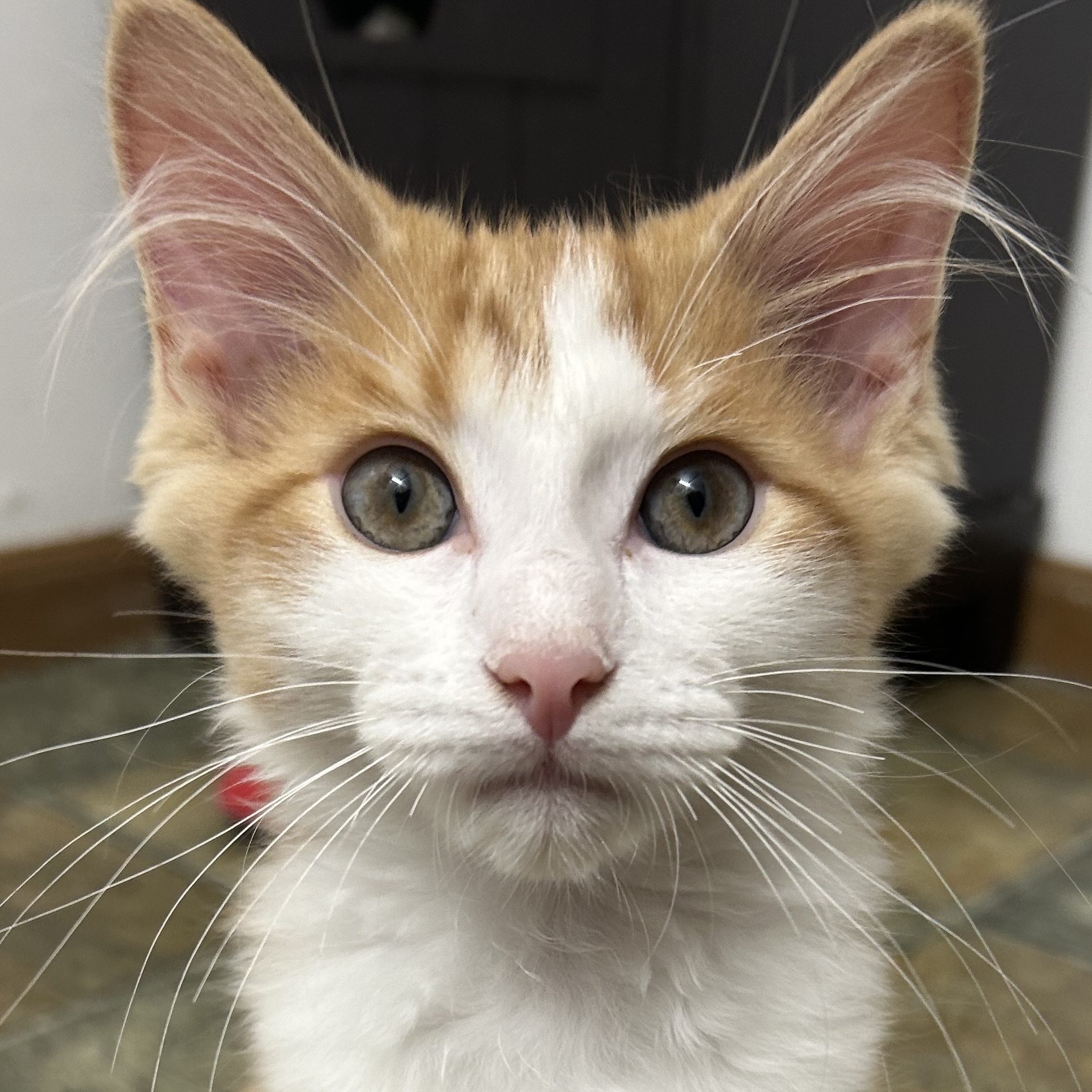 Enlarge Garrison, a Adopted Domestic Medium Hair in Toledo, OH image 1/4