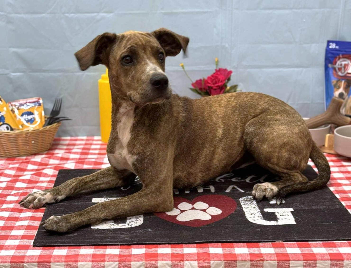 Maisie, a ADOPTABLE mixed breed in Wedowee, AL image 4/5