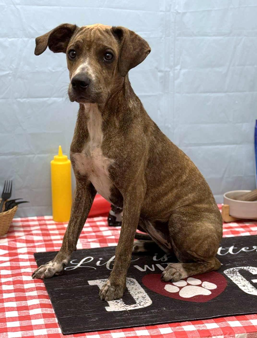 Maisie, a ADOPTABLE mixed breed in Wedowee, AL image 3/5