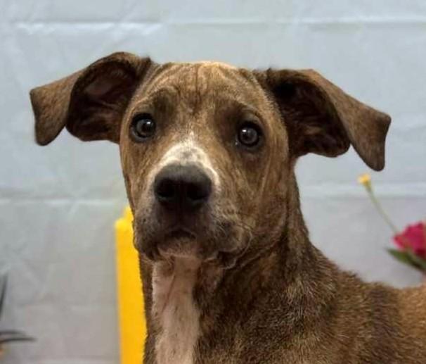Maisie, a ADOPTABLE mixed breed in Wedowee, AL image 2/5