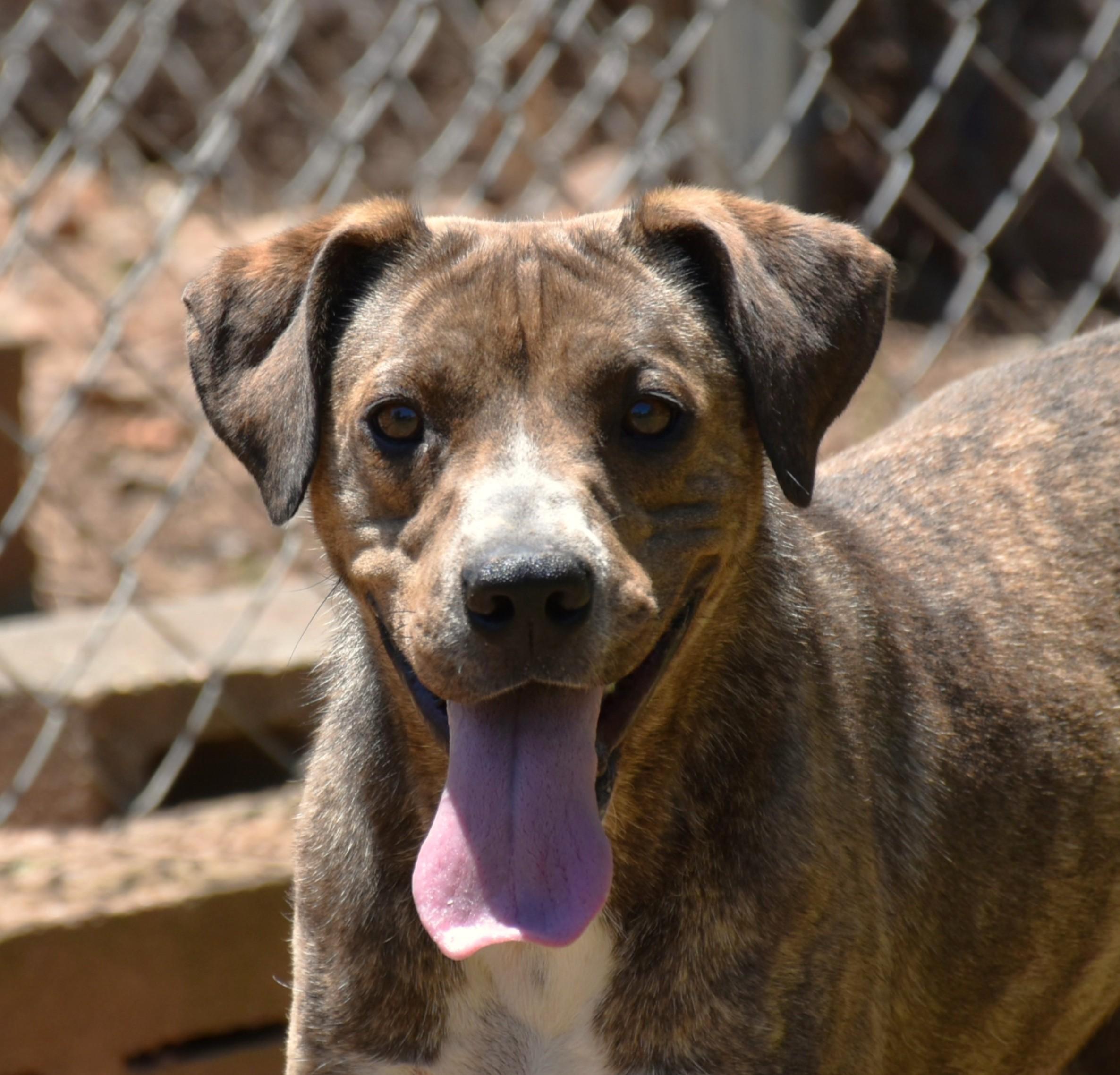 Maisie, a ADOPTABLE mixed breed in Wedowee, AL image 2/6