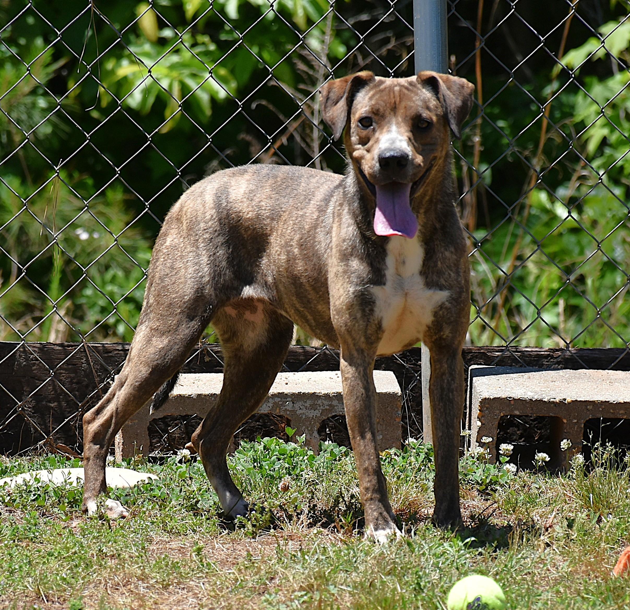 Maisie, a ADOPTABLE mixed breed in Wedowee, AL image 5/6