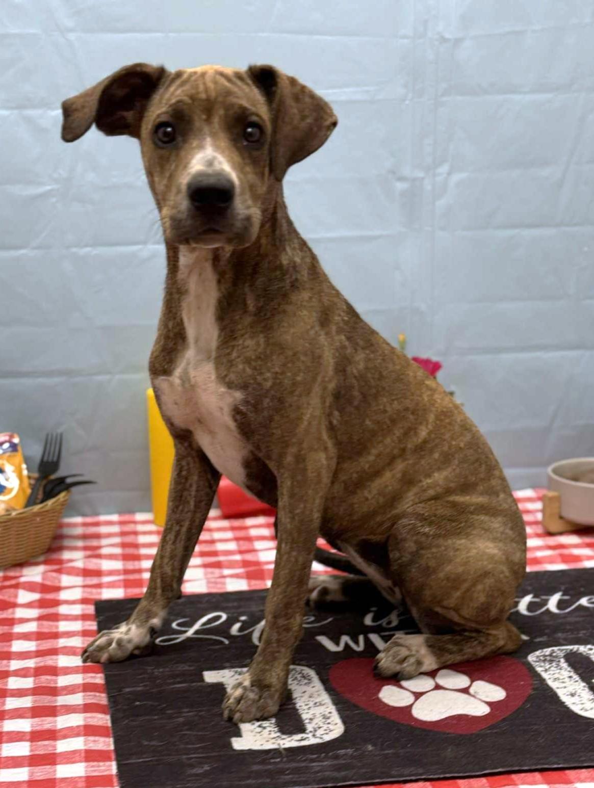 Maisie, a ADOPTABLE mixed breed in Wedowee, AL image 5/5
