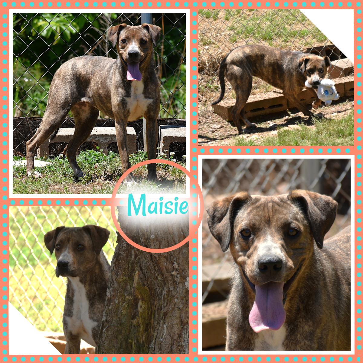 Maisie, a ADOPTABLE mixed breed in Wedowee, AL image 1/6