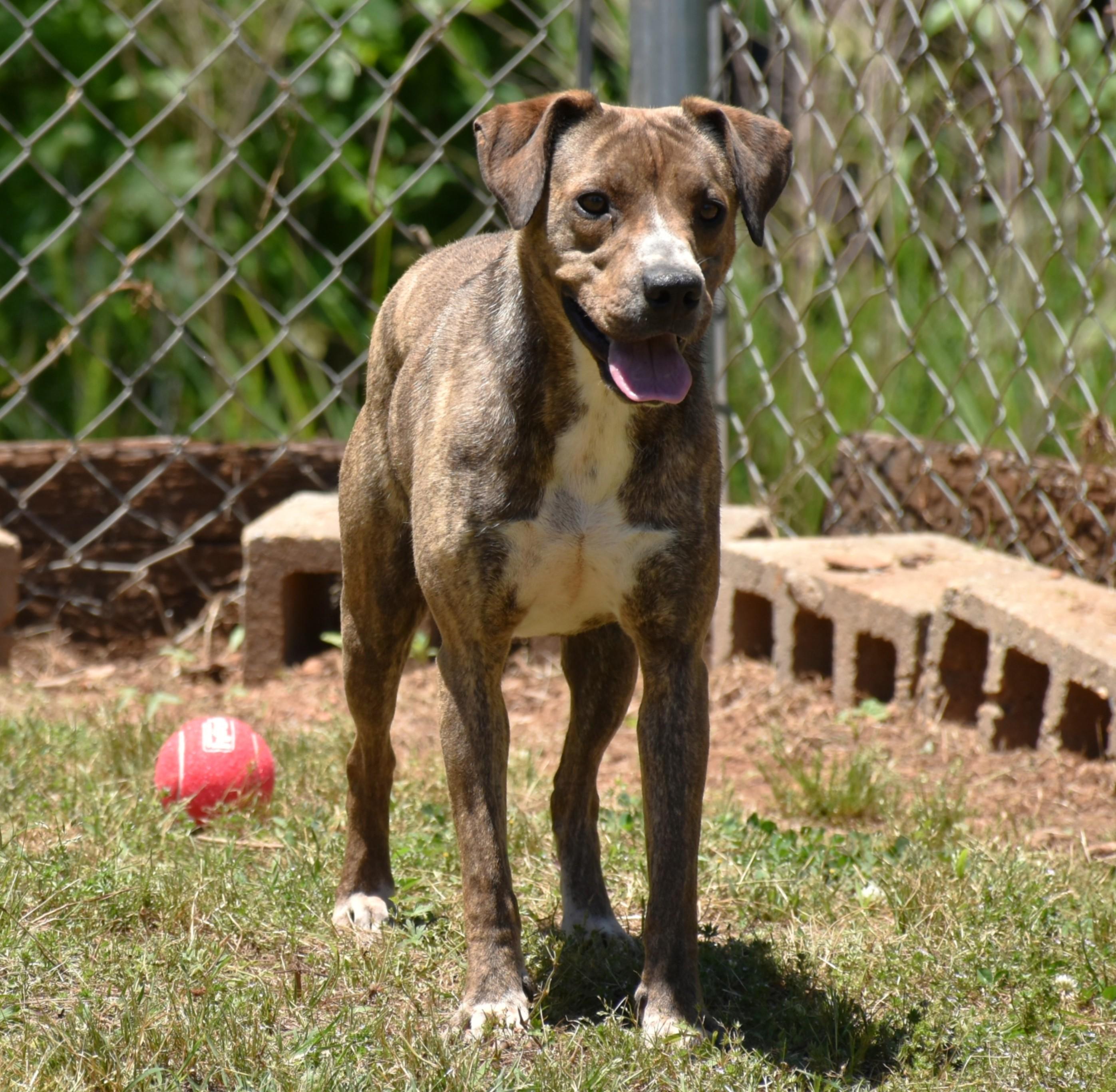 Maisie, a ADOPTABLE mixed breed in Wedowee, AL image 3/6