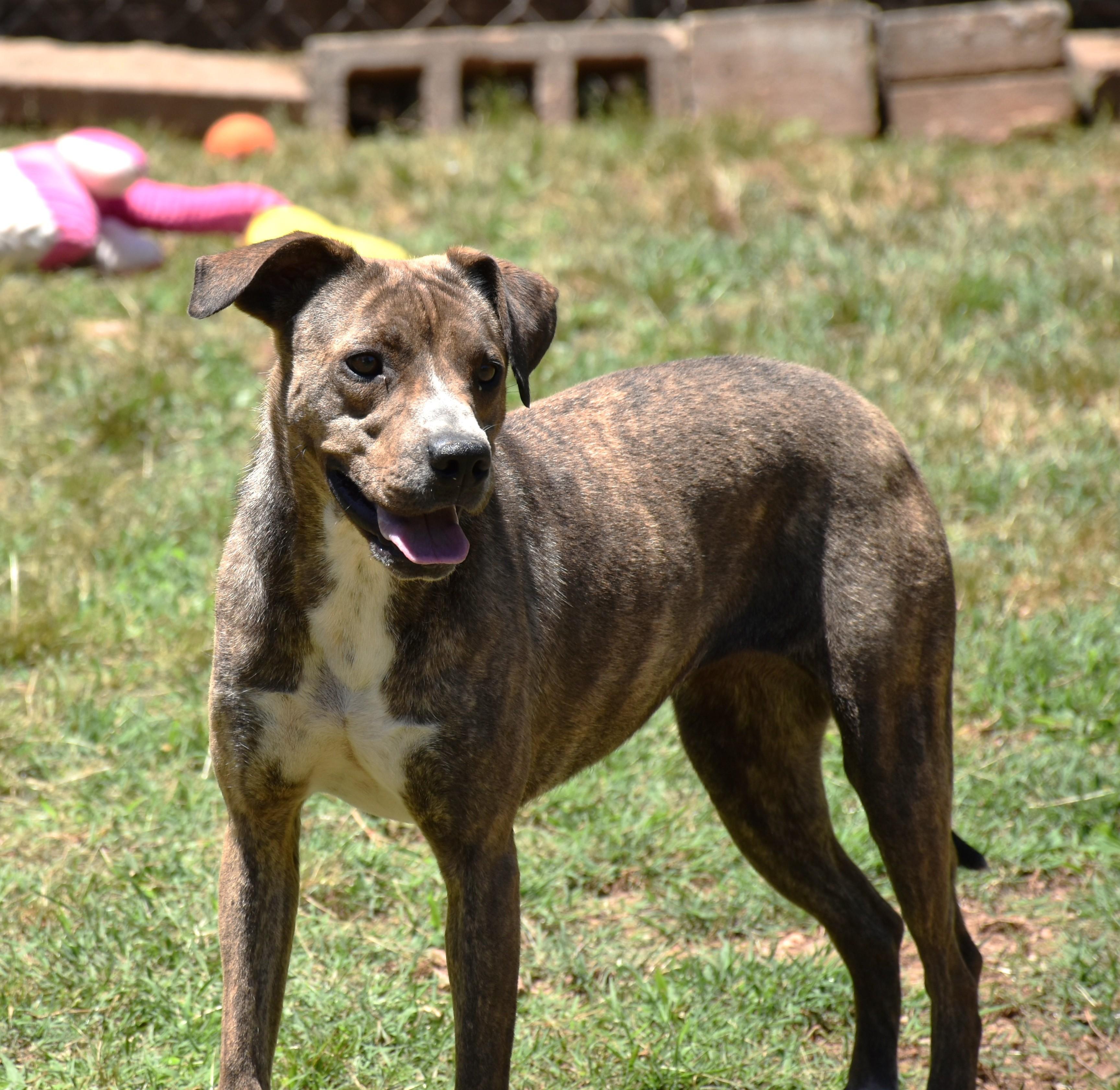 Maisie, a ADOPTABLE mixed breed in Wedowee, AL image 4/6