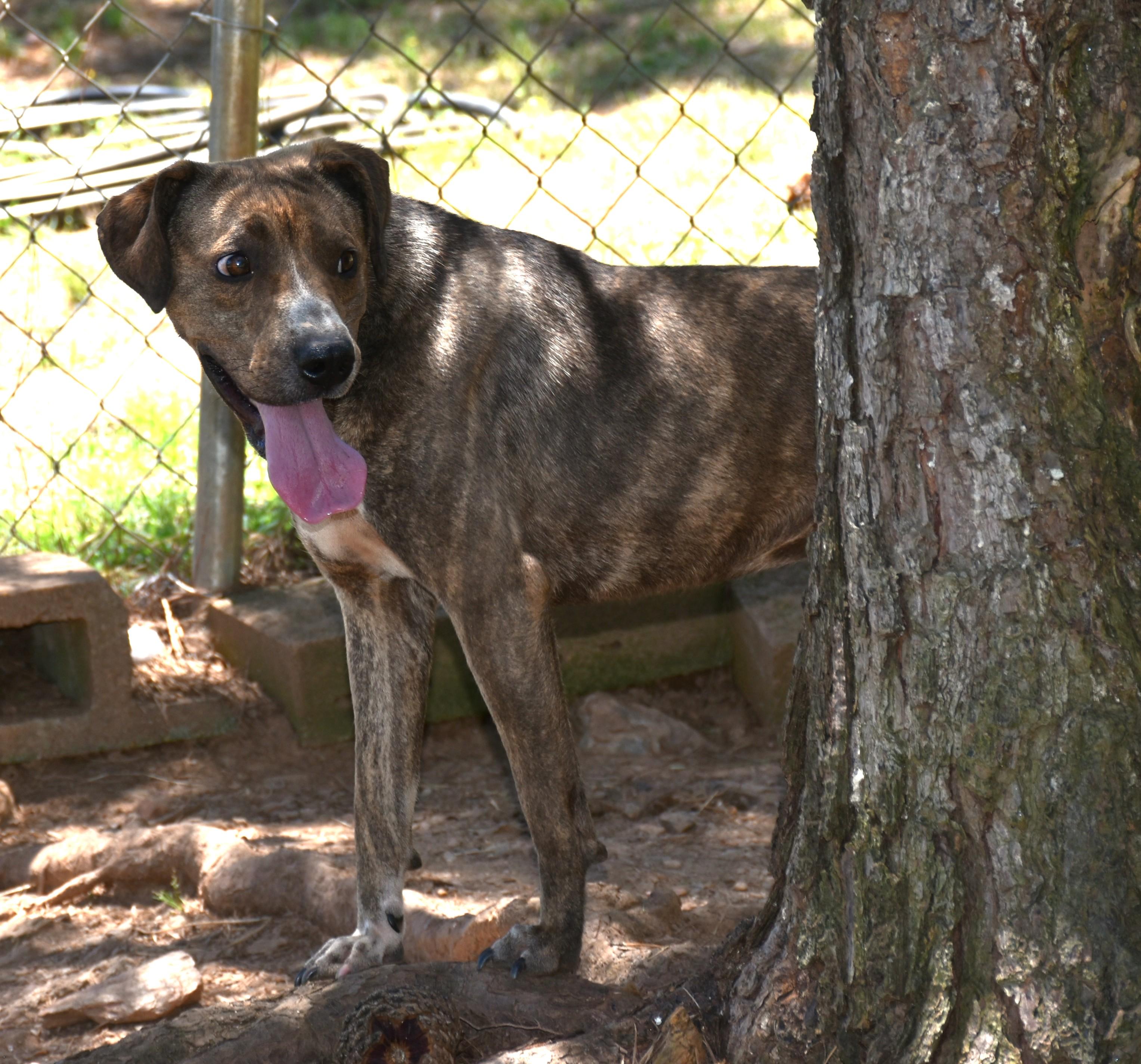 Maisie, a ADOPTABLE mixed breed in Wedowee, AL image 6/6