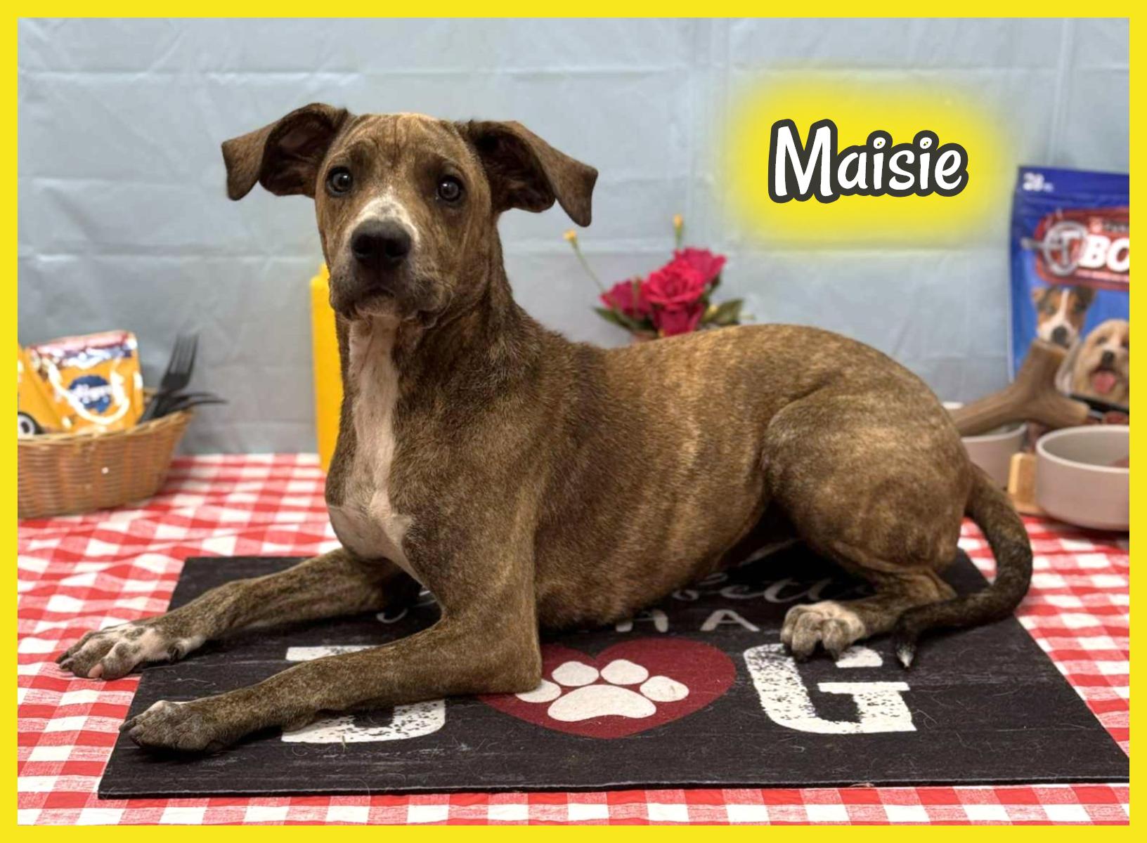 Maisie, ADOPTABLE, Young Female Labrador Retriever.