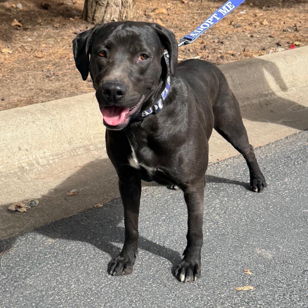 Enlarge FWT Roberta, a Adoptable mixed breed in Midland, TX image 1/3