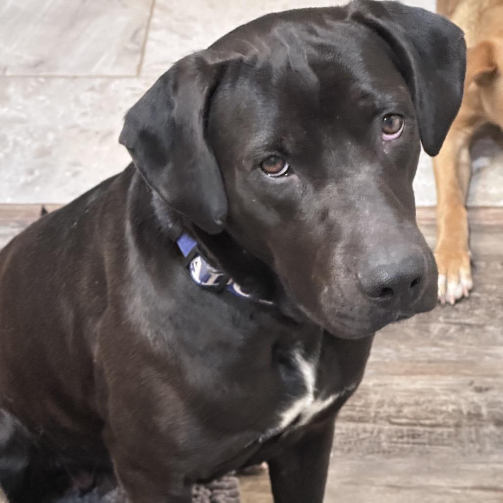 Enlarge FWT Roberta, a Adoptable mixed breed in Midland, TX image 2/3