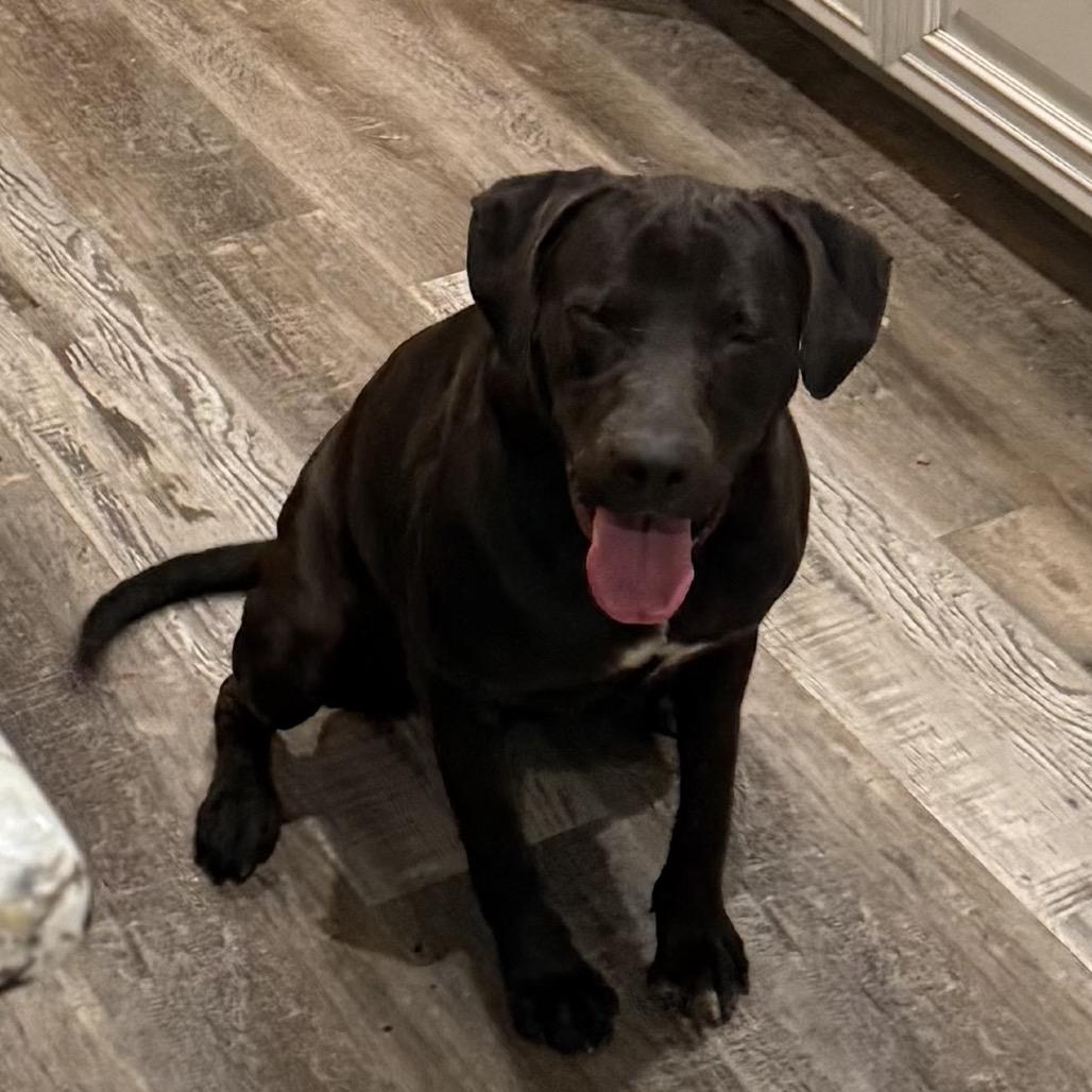 Enlarge FWT Roberta, a Adoptable mixed breed in Midland, TX image 3/3