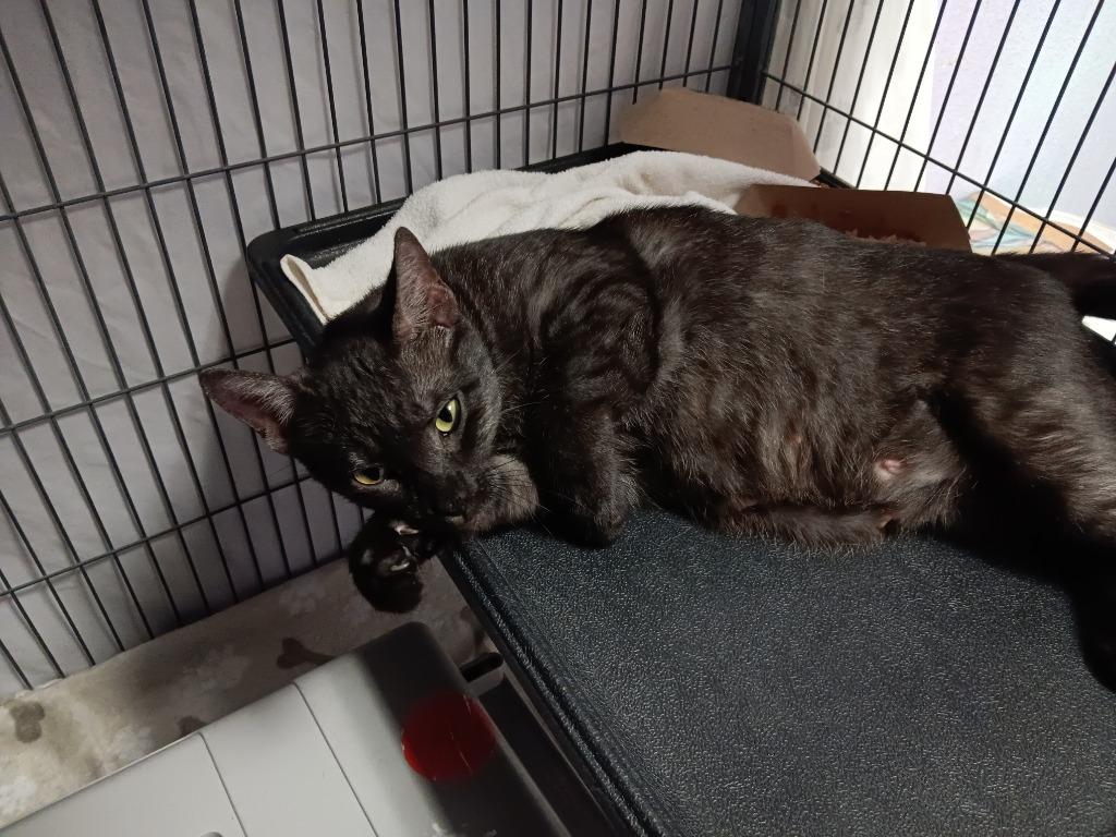Peeper, a Adoptable mixed breed in New Braunfels, TX image 1/4