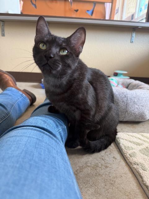 Peeper, a Adoptable mixed breed in New Braunfels, TX image 2/4