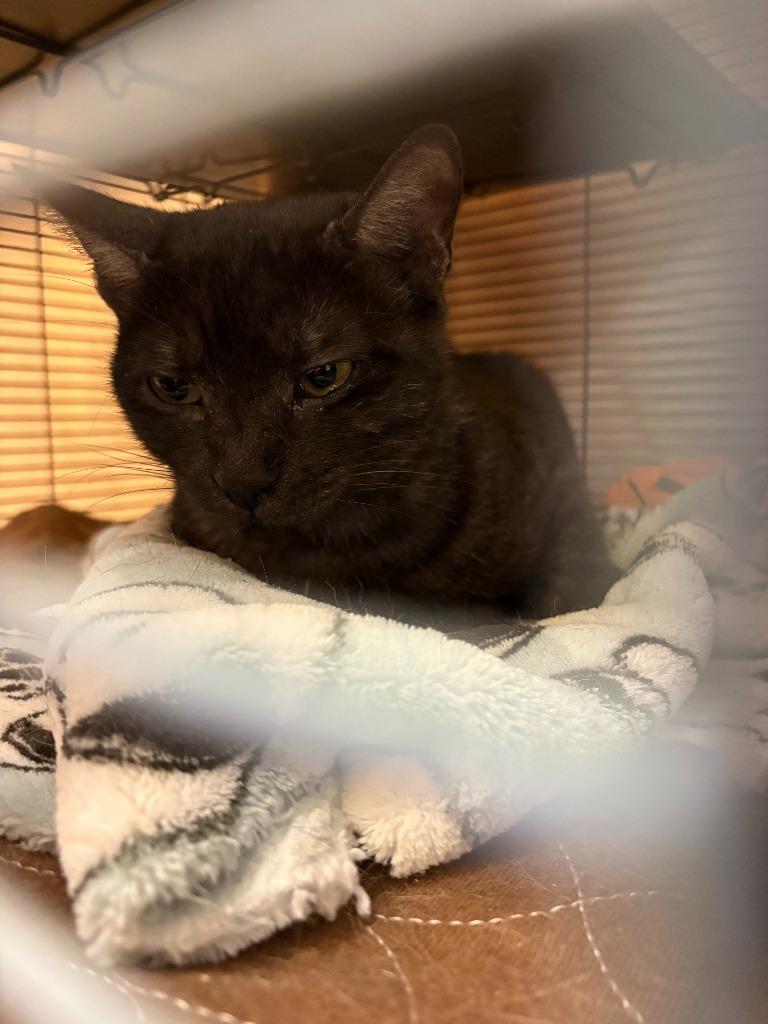 Peeper, a Adoptable mixed breed in New Braunfels, TX image 4/4