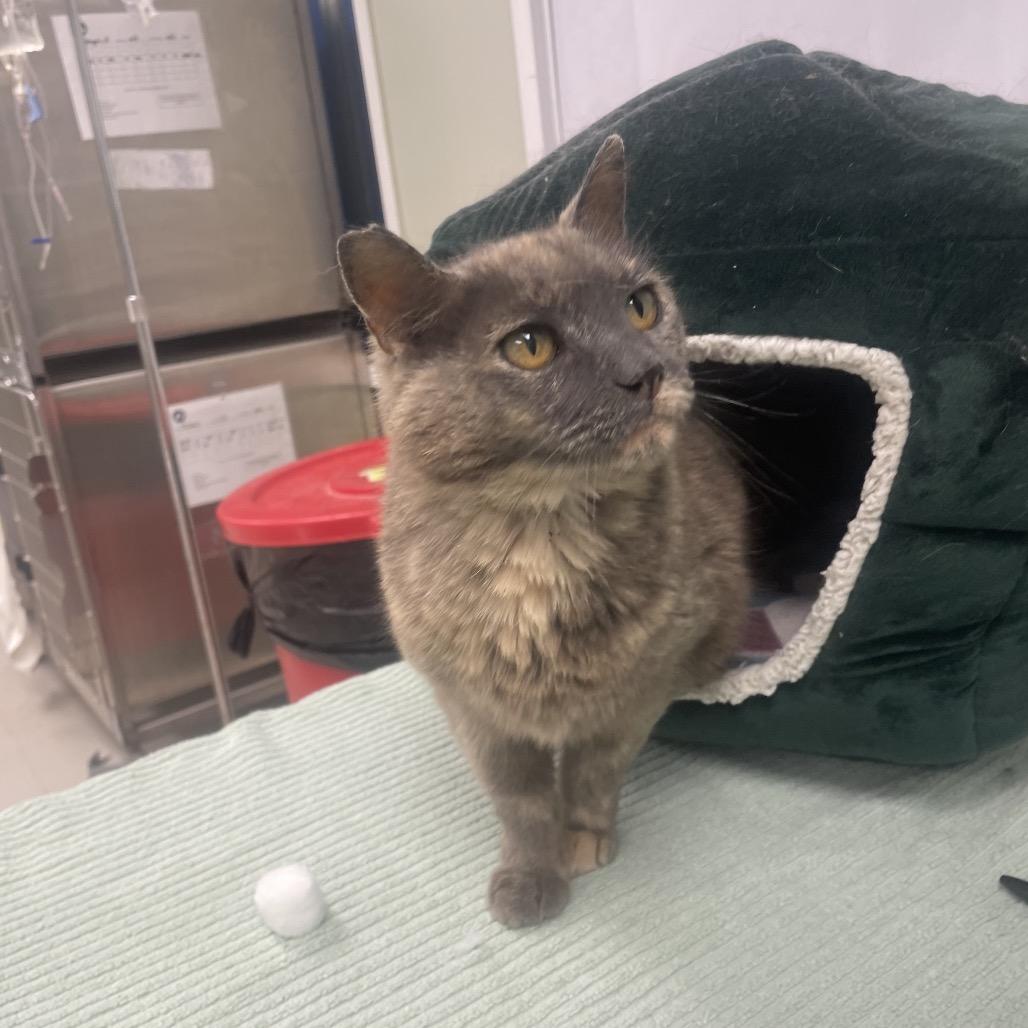 Enlarge Free Range, a Adoptable Domestic Short Hair in East Smithfield , PA image 1/6