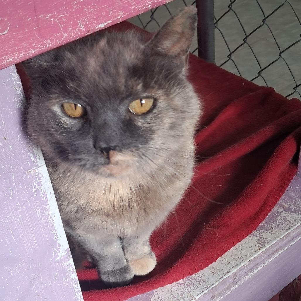 Enlarge Free Range, a Adoptable Domestic Short Hair in East Smithfield , PA image 2/6