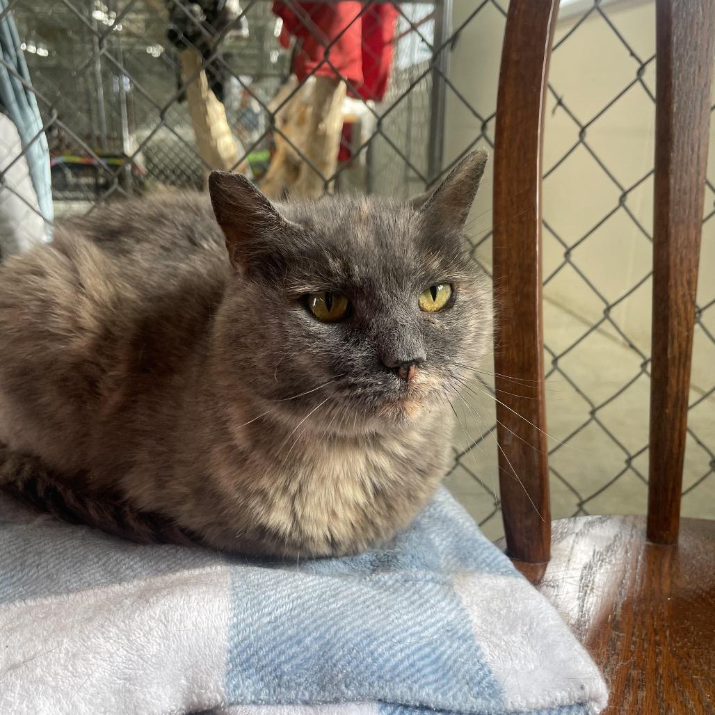 Enlarge Free Range, a Adoptable Domestic Short Hair in East Smithfield , PA image 3/6