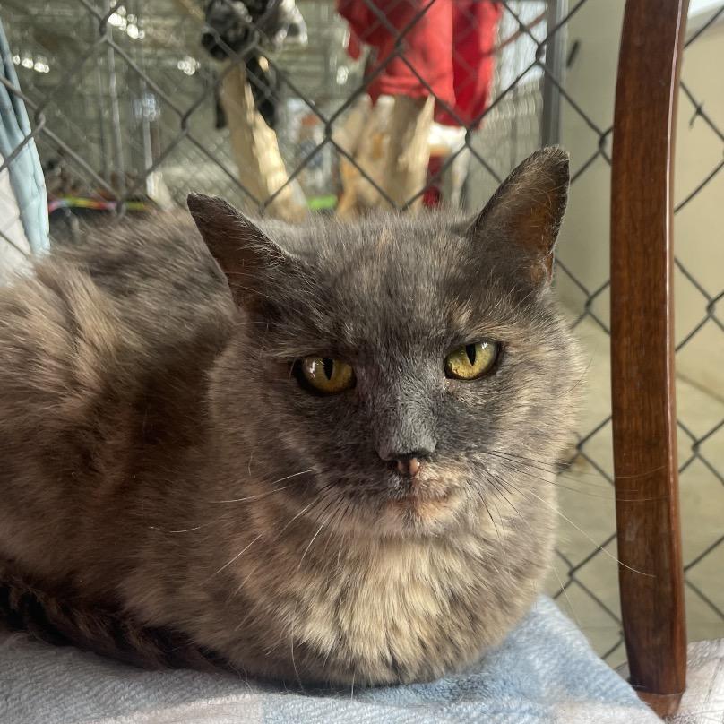 Enlarge Free Range, a Adoptable Domestic Short Hair in East Smithfield , PA image 4/6