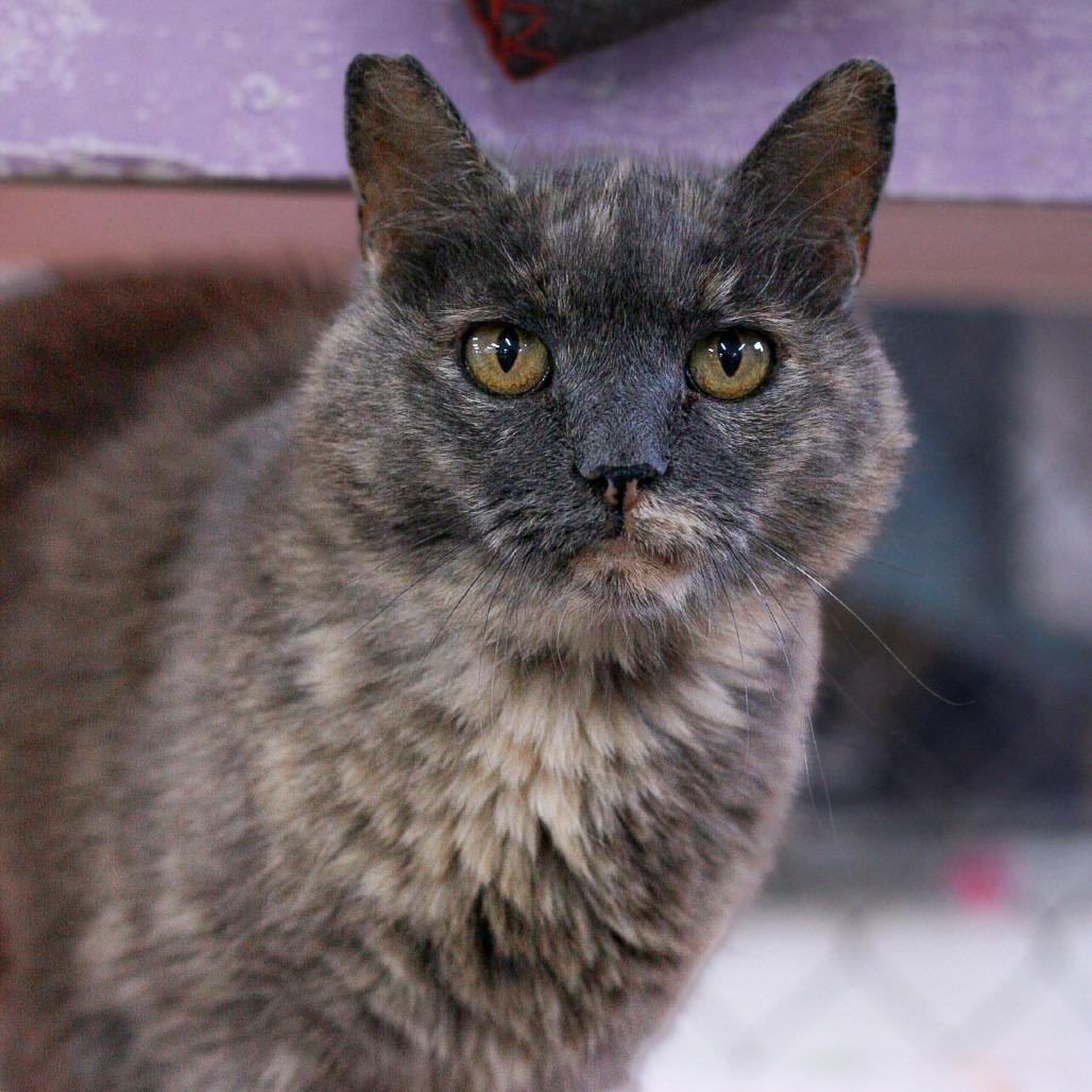 Enlarge Free Range, a Adoptable Domestic Short Hair in East Smithfield , PA image 5/6