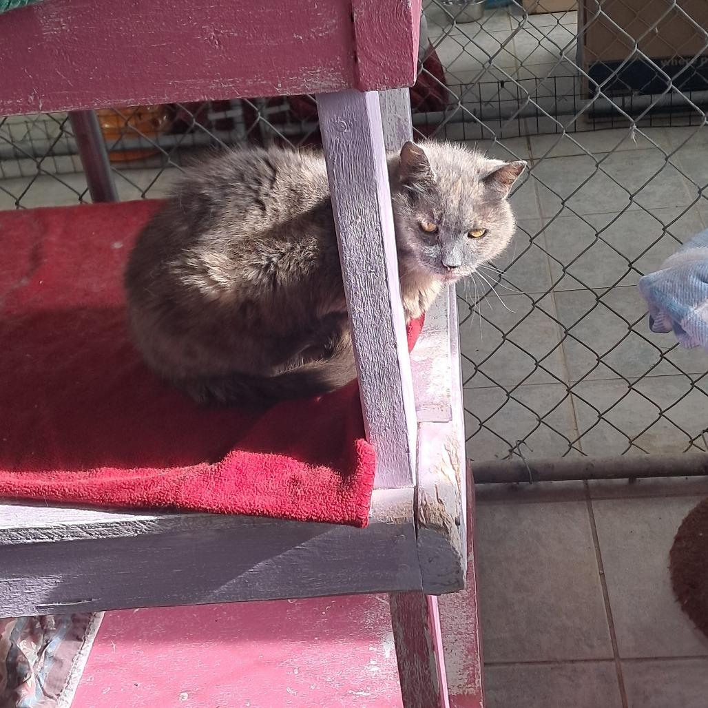 Enlarge Free Range, a Adoptable Domestic Short Hair in East Smithfield , PA image 6/6