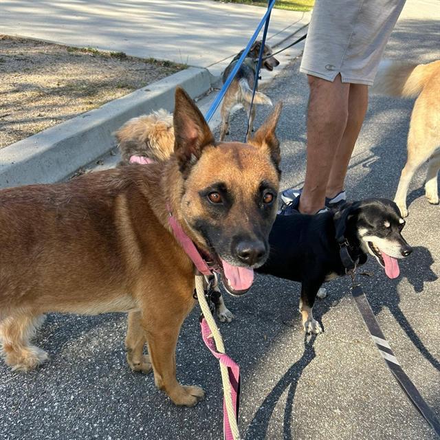 Enlarge RIOJA, a Adoptable Belgian Shepherd / Malinois in Camarillo, CA image 1/1
