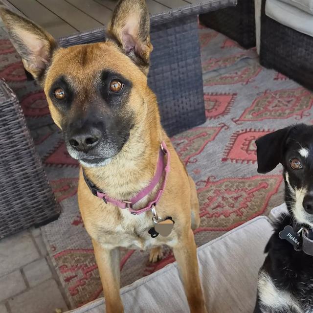 RIOJA, Adoptable, Adult Female Belgian Shepherd / Malinois.