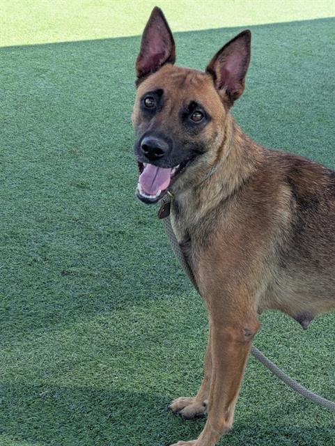 RIOJA, Adoptable, Adult Female Belgian Shepherd / Malinois.